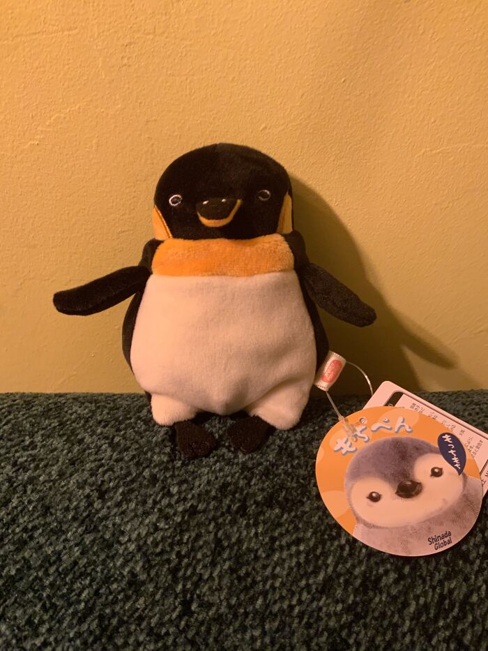 I Got This Lil Guy, He Looks Like He’s Judging Everyone 😅🐧