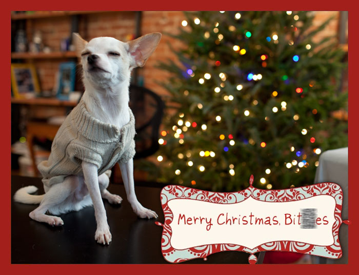 Funny Christmas card with a chihuahua in a sweater beside a decorated tree.