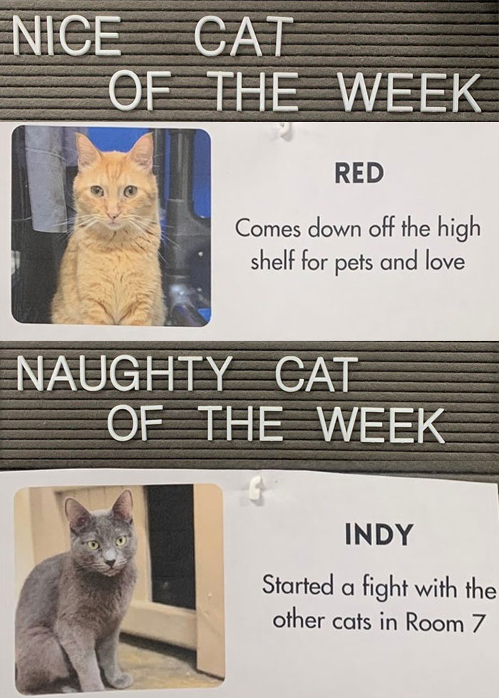 Pet-Shelter-Nice-Naughty-Cat-Of-The-Week-Perrysplacela