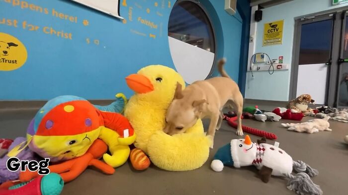 23 Dogs Were Allowed To Pick Their Own Christmas Gifts At Animal Shelter, And Here’s What Happened 23 Dogs Were Allowed To Pick Their Own Christmas Gifts At Animal Shelter, And Here’s What Happened