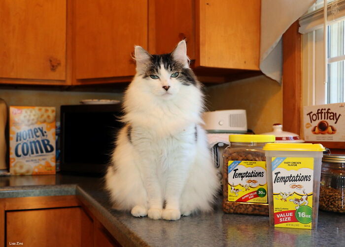 Fluffy white and gray cat sitting on a kitchen counter next to Temptations cat treats and food containers.