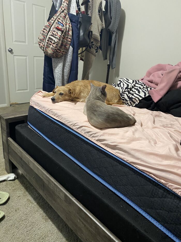 Used To Be My Bed🤷‍♂️