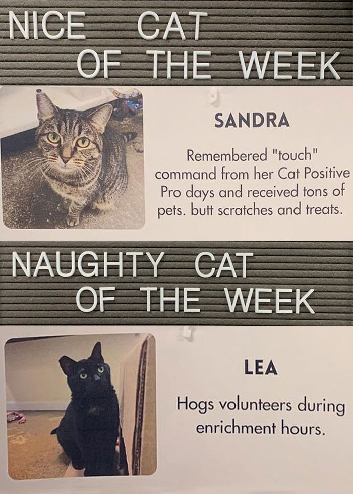 Pet-Shelter-Nice-Naughty-Cat-Of-The-Week-Perrysplacela