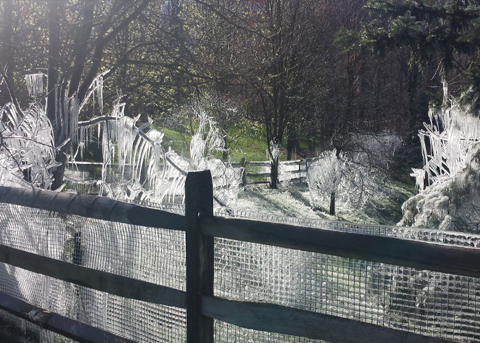 Frozen ice formations on a wooden fence and trees in a backyard illustrating homeowning challenges in winter conditions.
