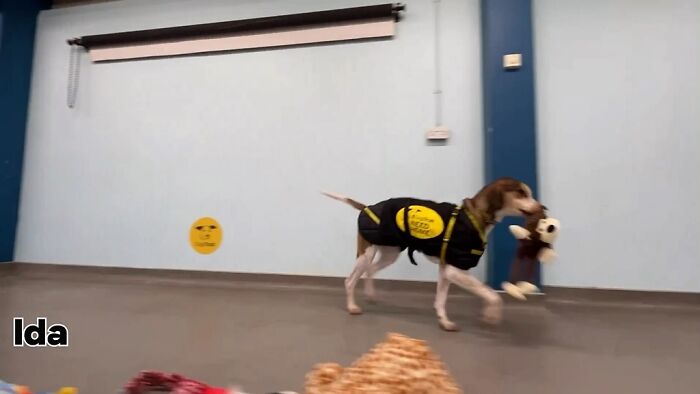 23 Dogs Were Allowed To Pick Their Own Christmas Gifts At Animal Shelter, And Here’s What Happened 23 Dogs Were Allowed To Pick Their Own Christmas Gifts At Animal Shelter, And Here’s What Happened