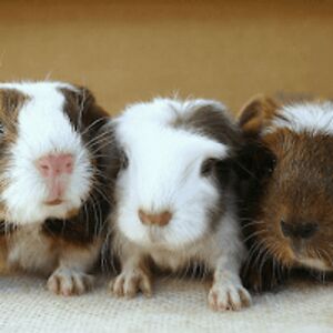 mackenziemitchell avatar