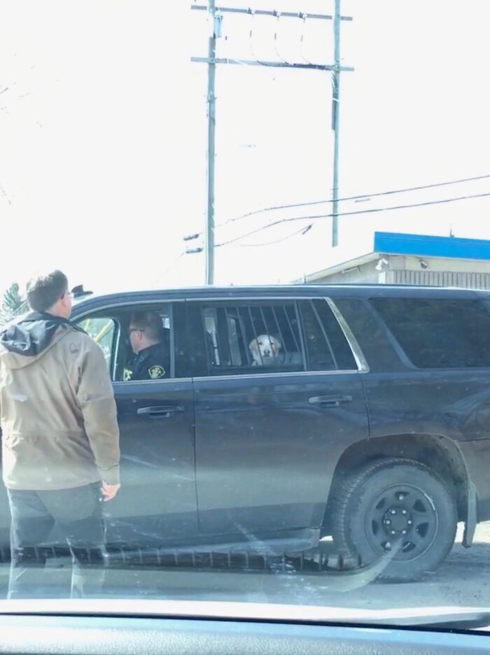 Doggy Ran Away And Attacked A Deer Then Got Arrested. That Badboy Guilty Face