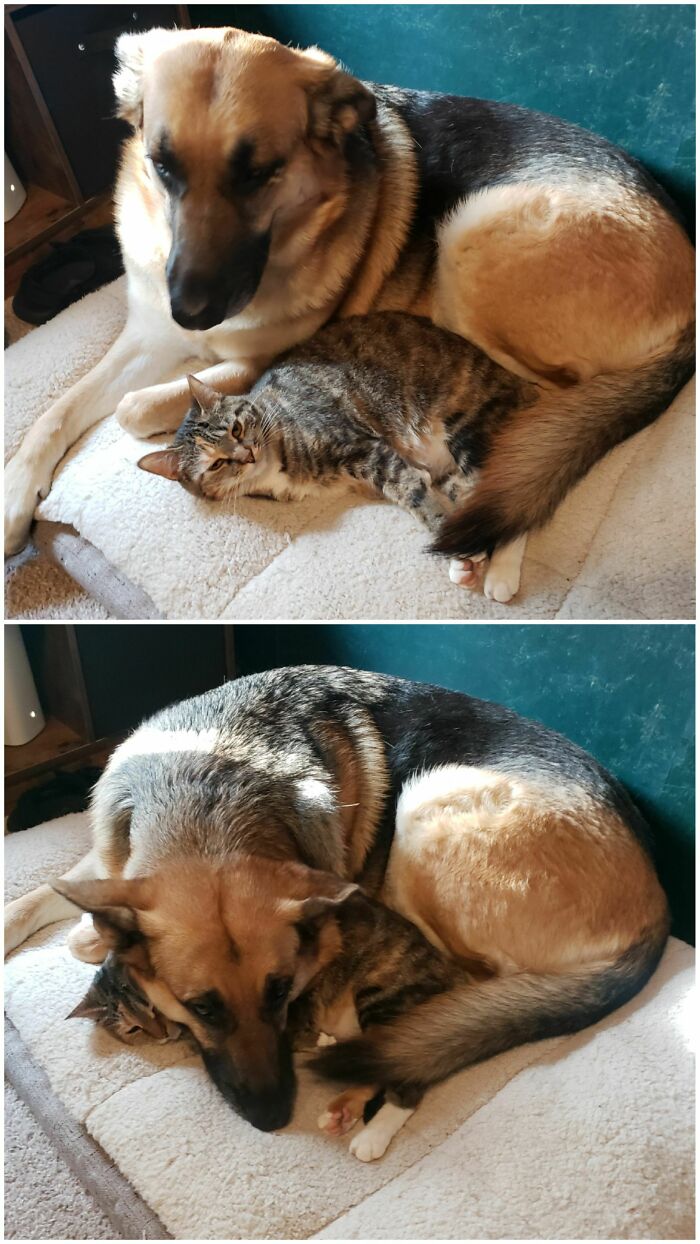 Gertie Says "This Is My Life Meow"