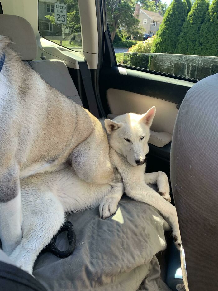 My 103 Pound Akita Sitting On His Husky Friend