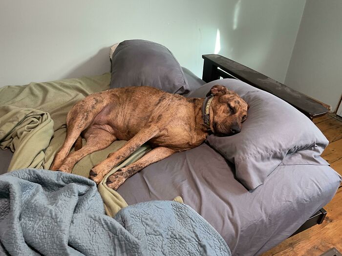 Living Her Best Post Shelter Life In Our Guest Room Which She Has Claimed As Her Room