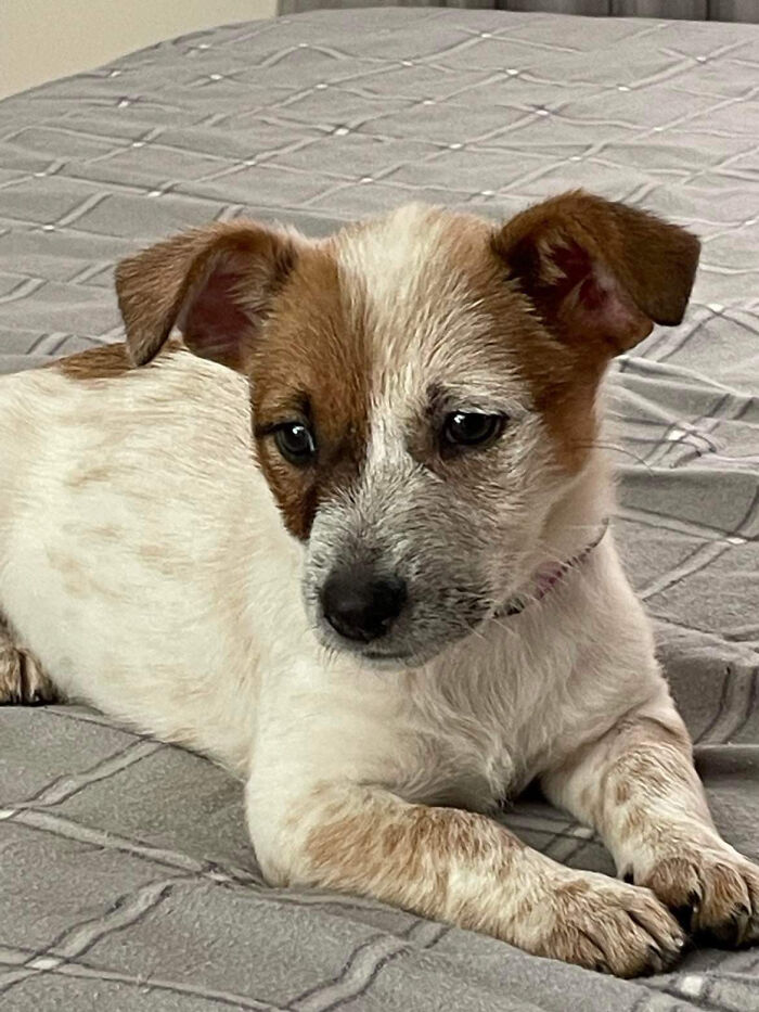 Rescued This Little Girl From A Shelter. Cattle Dog X Maltese Named Mipha!