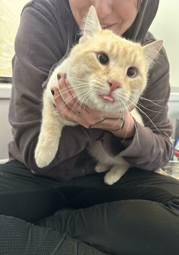 Encontramos al mejor gato callejero