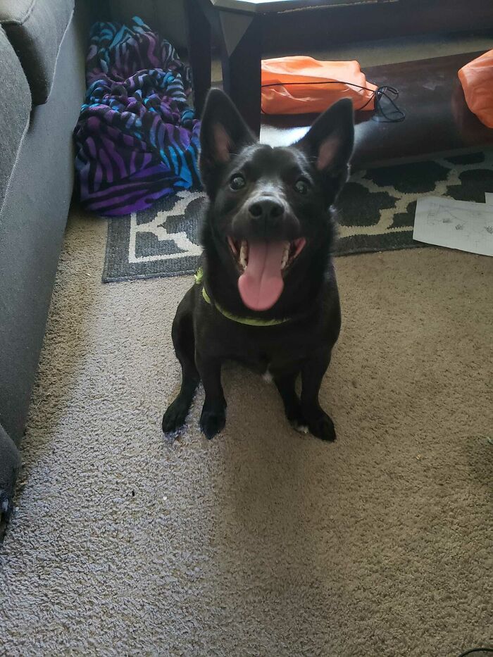 My Little Corgi Mix Rescue. All We Know Is Mom Was A Corgi, No Idea On Dad. Her Name Is Mavis