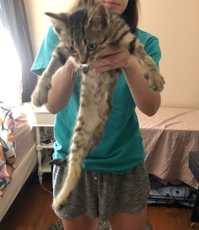 I Adopted A Kitten With Three Legs And Lol