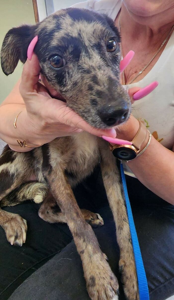 Today, I Adopted My First Rescue Dog