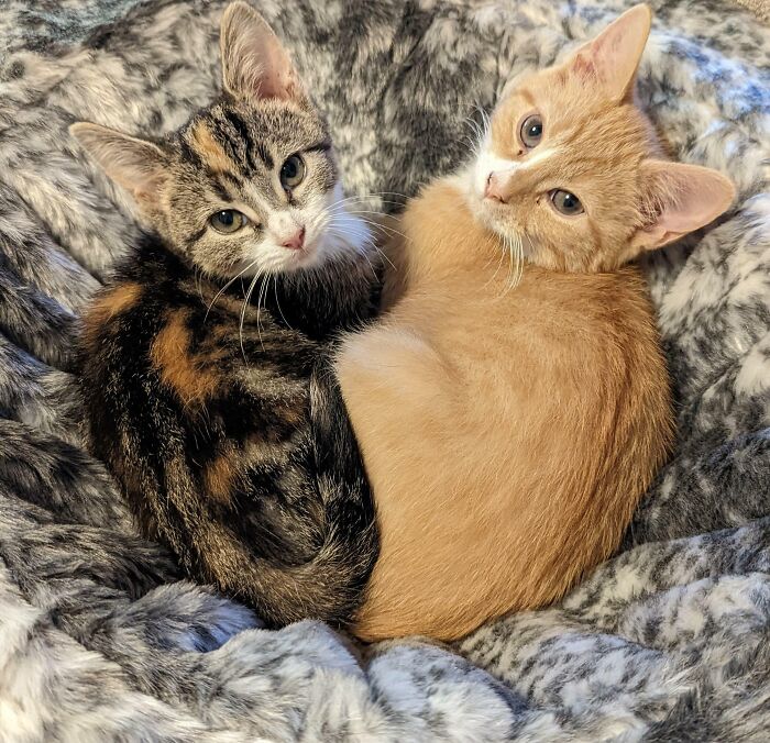 ¡Conoce a Leo y Luna! ¡Aunque los salvé de un hogar triste han terminado por rescatarme de algunos días tristes!