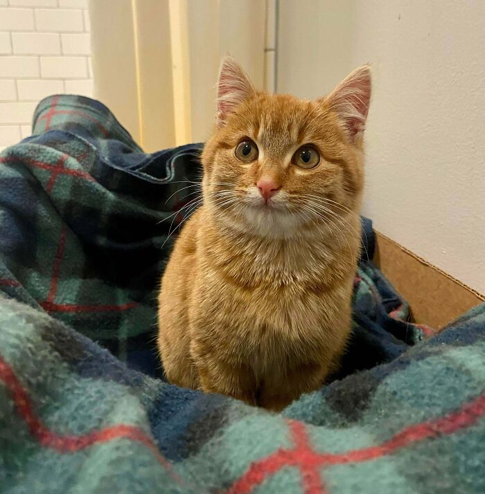 He adoptado el más lindo gato callejero llamado Edith (alias Edee)