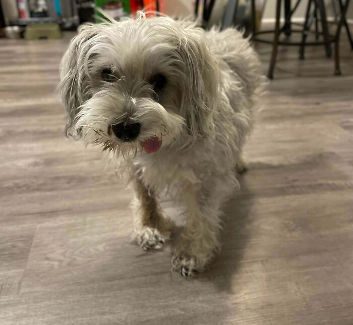 Papá quería comprarle un cachorro a mamá, pero ella rescató a este anciano. Permitidme presentaros al Sr. Kiss Kiss