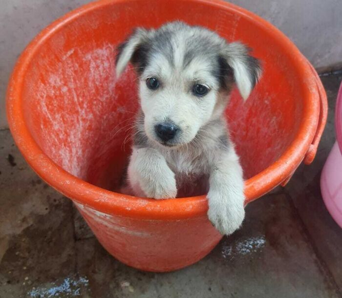 Nuestro precioso rescate, Pashmi