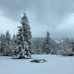 treelinerentals avatar