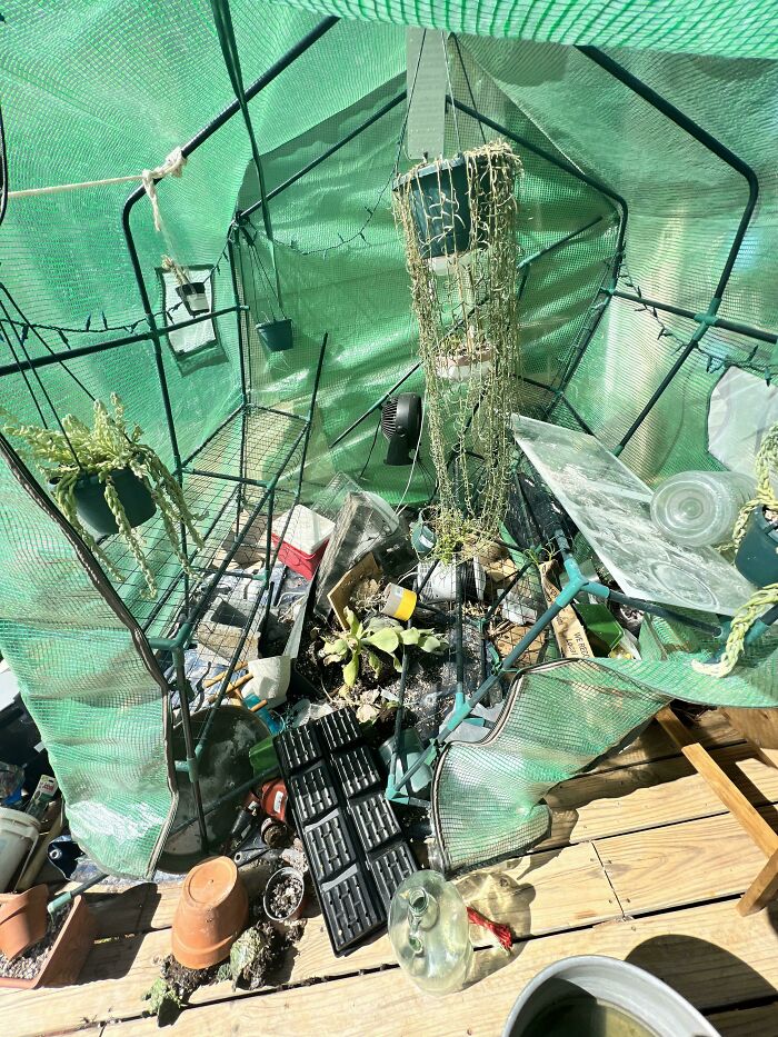 My GF’s Greenhouse Was Blown Over Last Night During 28°F Weather