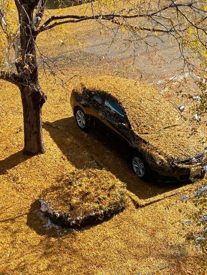 We Had Our First Snow Last Night. Apparently, The Tree Decided To Drop All Its Leaves On My Car