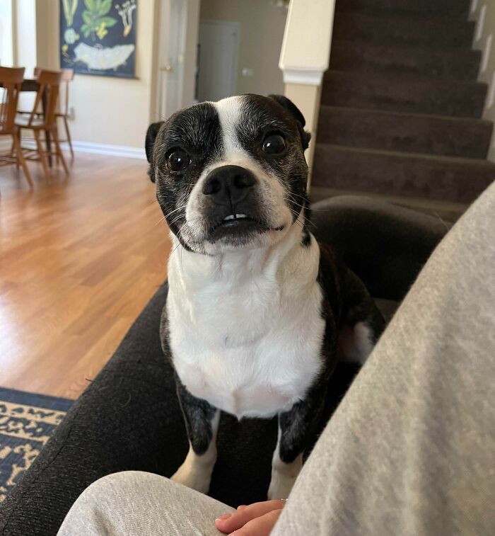 We Adopted Frankie Today!