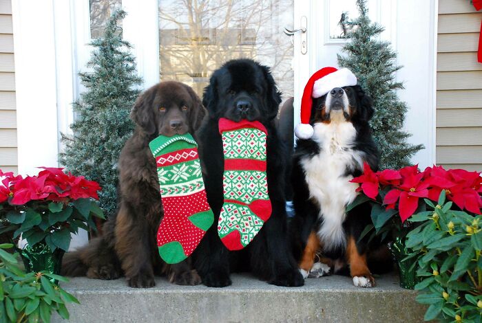 Three dogs dressed in Christmas attire, holding stockings, posing for a funny Christmas card.