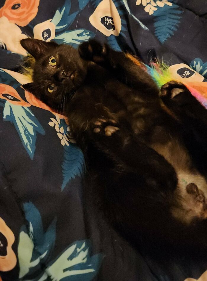 Adopted Little Crow Last Night!