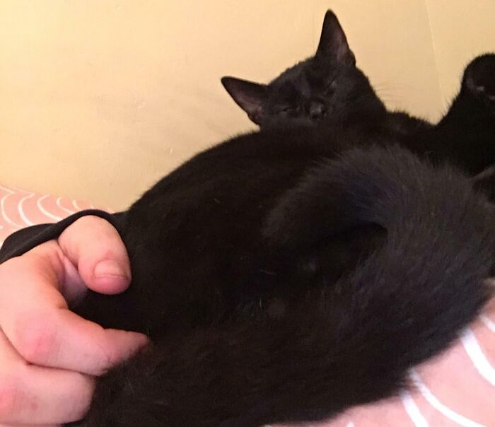 Day Three Of Adopted Kitten. Purring So Loudly He Could Power A Car