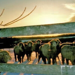 ellenstockdalewolfe avatar