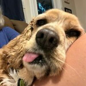 threecoldnoses avatar