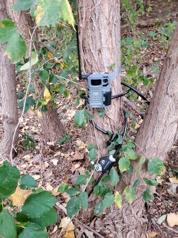 My Wife Found This Trail-Cam Pointed At The Back Door Of The Restaurant She Manages