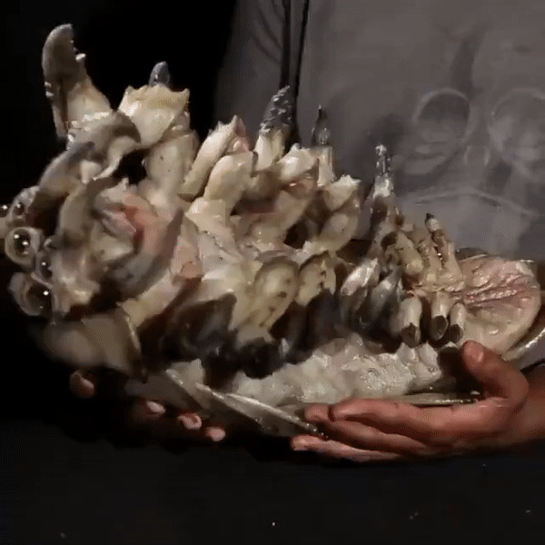 The Little Bugs In "Pacific Rim" Aren't Cgi But These Well-Crafted Animatronics