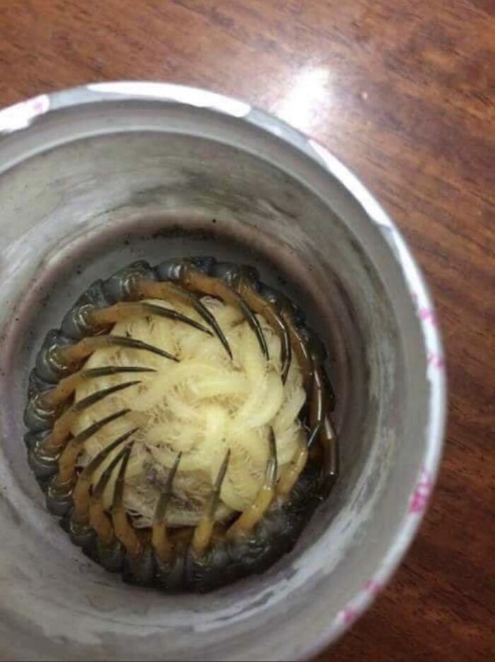 Mother Centipede Cradling Her Children