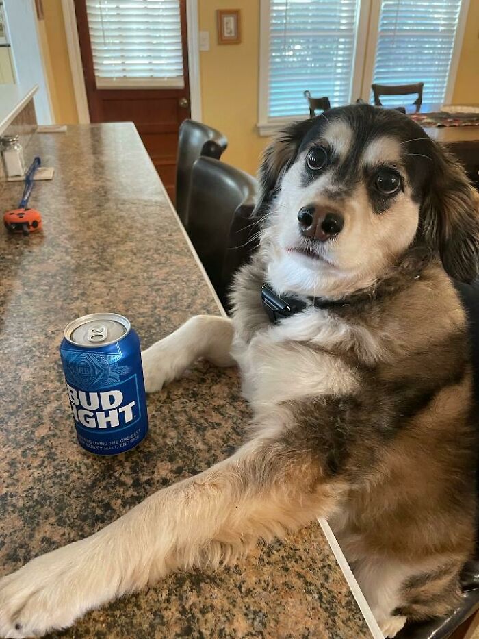 Dog at a kitchen counter with a Bud Light can, showcasing Christmas humor with a playful, amusing expression.