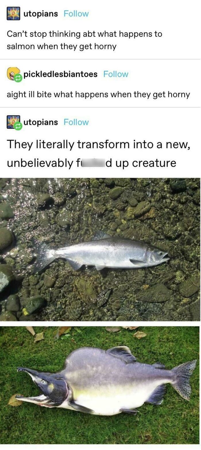 Anyone Else Remember That Episode Of The Magic School Bus Where They Got Turned Into Salmon