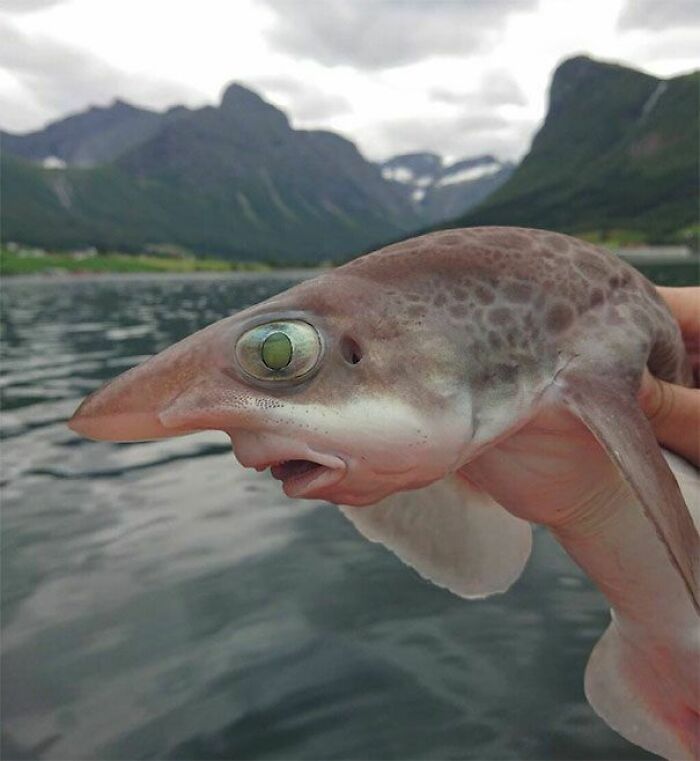 I'm Literally Speechless With This... (What Kind Of Creature Is This?)