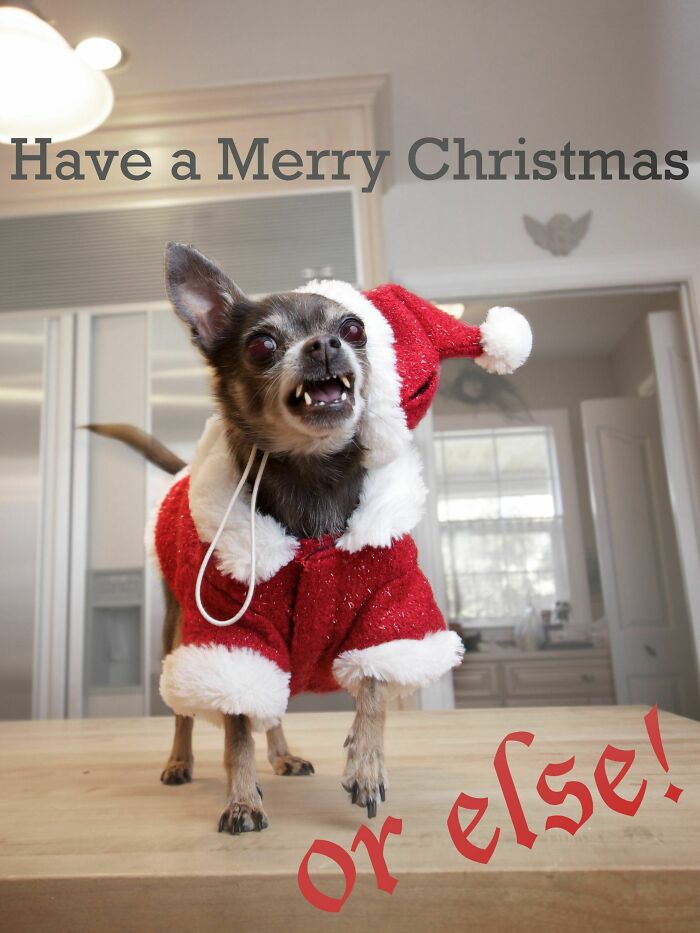 Funny Christmas card featuring a small dog in a Santa outfit with a humorous warning message.