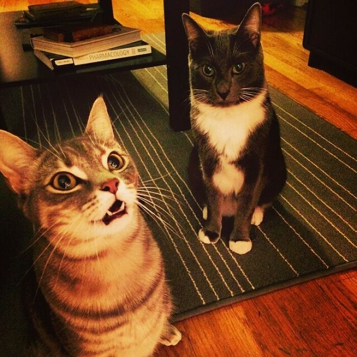 My Friend's Cat Seeing Its First Christmas Tree Plugged In