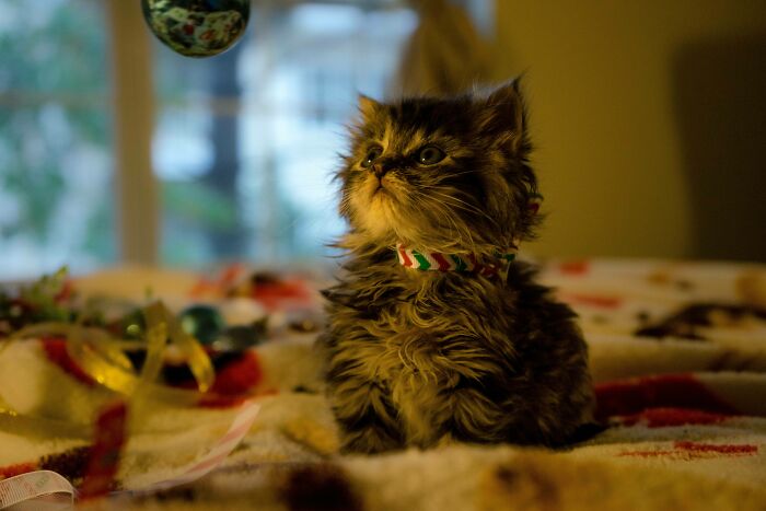 Zekes First Christmas