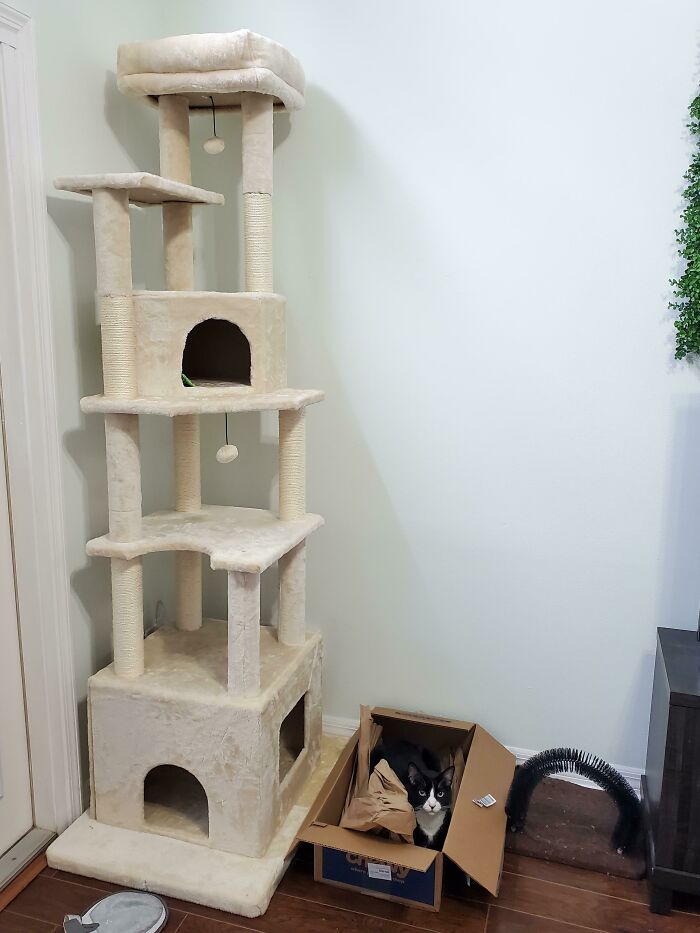 The $70, 7ft Cat Post You Bought Him For Christmas Vs. The Box His Food Comes In