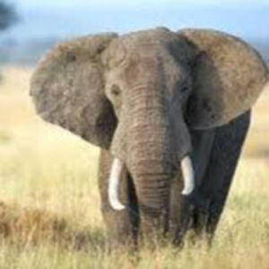 isabelladressler avatar