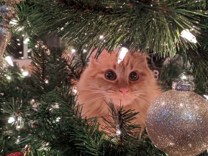 It Didn't Take Long To Find My Girl Leia In The Christmas Tree