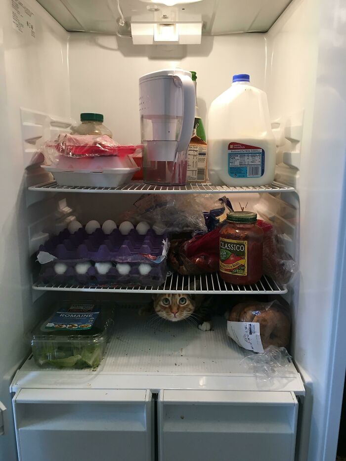 Just An Ordinary Fridge, Nothing To See Here!
