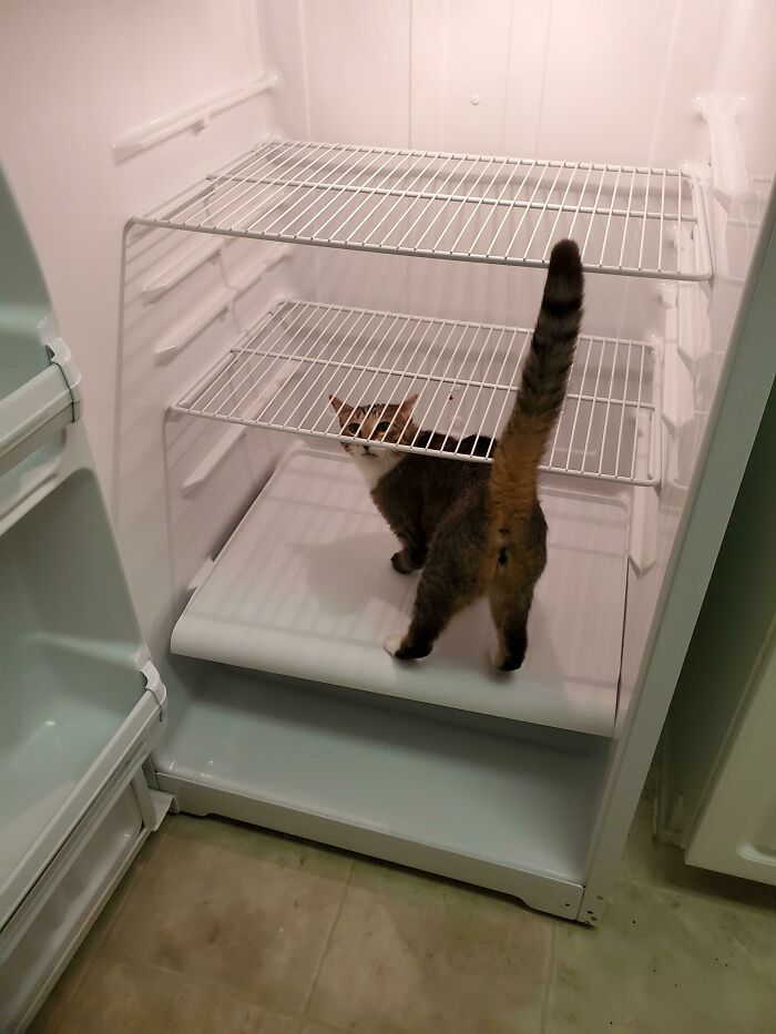 Whose Fridge Is This?