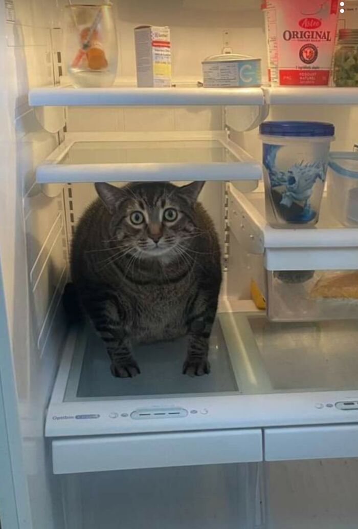 No Milk, Only Cat