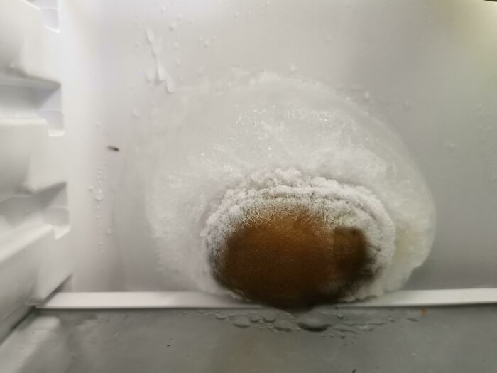 My Fridge Tryed To Take Over A Kiwi