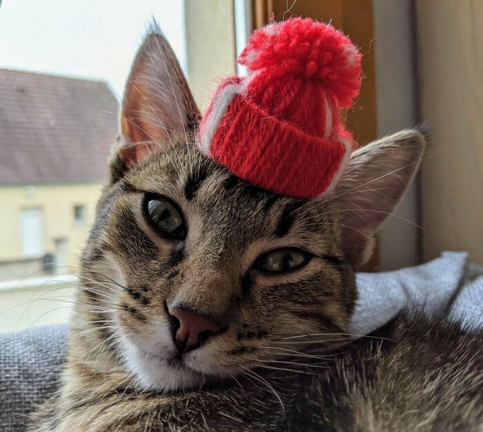 This Is My Cat Pixel And He's Wishing A Merry Christmas To All Of You!