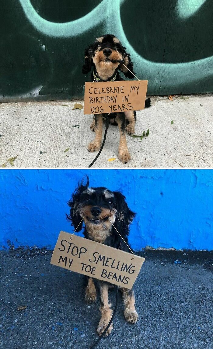 Dog With Sign